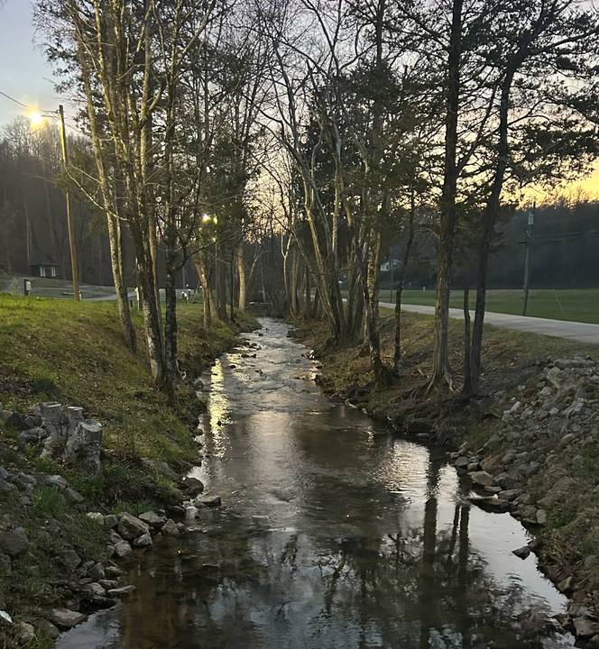 The creek winding through the woods in evening light